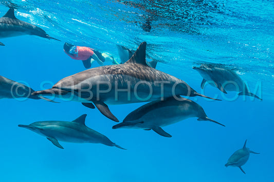 woman swimming with a pod of Spinner dolphins (Stenella longirorstris) over sand in Sataya reef- Egypt- Red Sea