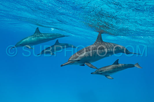 mothers and babies  Spinner dolphins (Stenella longirorstris) swimming over sand in Sataya reef- Egypt- Red Sea