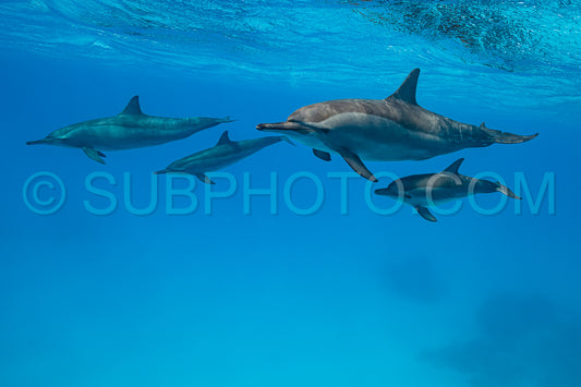 Photo de mères et bébés dauphins à long bec (Stenella longirorstris) nageant sur le sable dans le récif de Sataya - Egypte - Mer Rouge