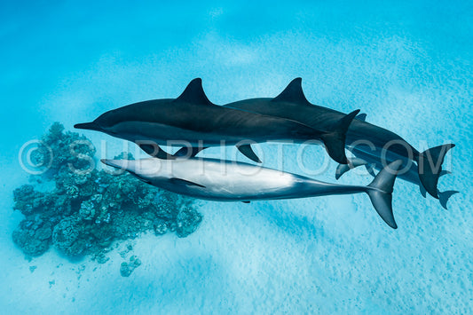 pod of Spinner dolphins (Stenella longirorstris) swimming over sand in Sataya reef- Egypt- Red Sea