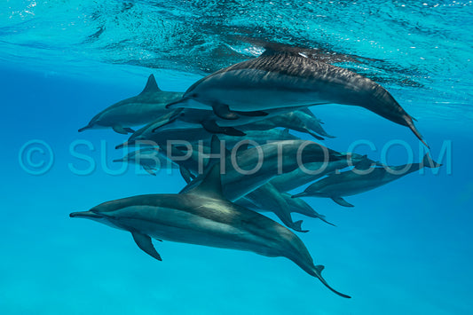 pod of Spinner dolphins (Stenella longirorstris) swimming over sand in Sataya reef- Egypt- Red Sea