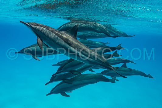 pod of Spinner dolphins (Stenella longirorstris) swimming over sand in Sataya reef- Egypt- Red Sea