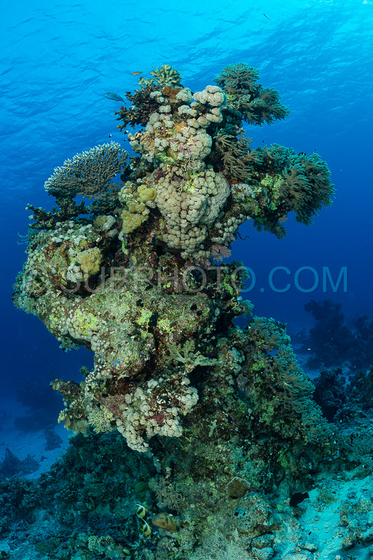 typical red sea coral structure with anthias fish