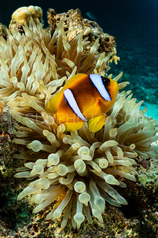 Photo de poisson anémone orangefin dans une anémone