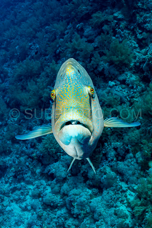 humphead wrasse or napoleon fish on a reef with a funny face