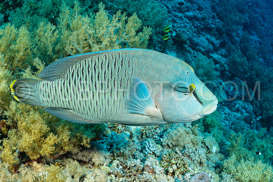 humphead wrasse or napoleon fish on a reef