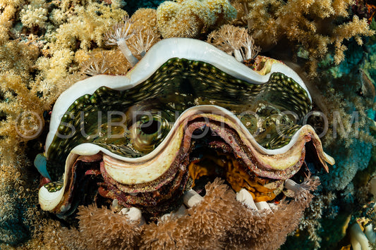 fluted giant clam on reef