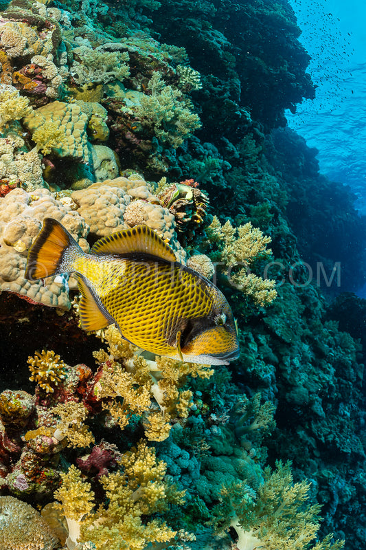large titan triggerfish fish on reef