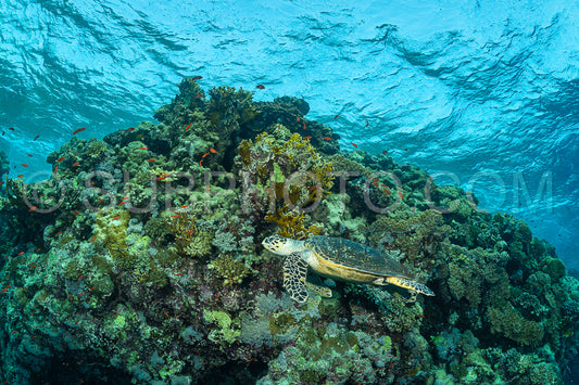 green turtle feeding on a reef in the Red Sea