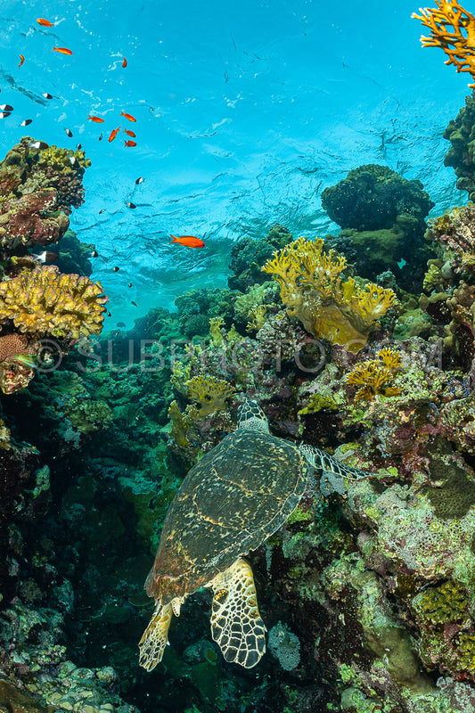 green turtle feeding on a reef in the Red Sea