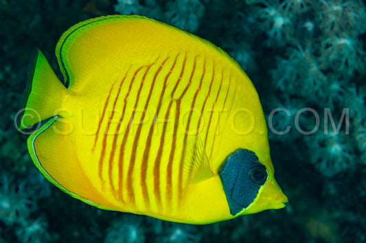 yellow and black masked butterflyfish fish