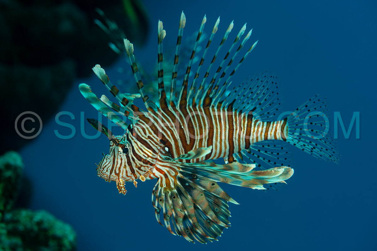 Photo de poisson-lion rouge sur le récif