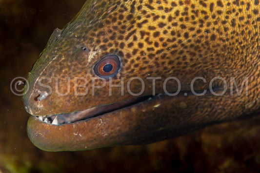 brown giant moray on reef