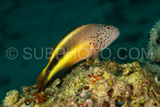 freckled hawkfish fish on coral