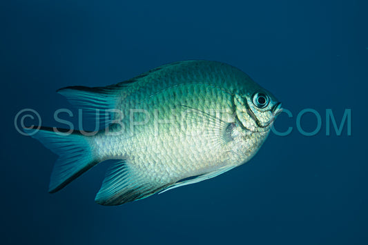 white-belly damselfish damsel white fish