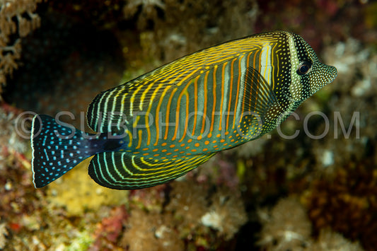 desjardin's sailfin tang surgeonfish fish