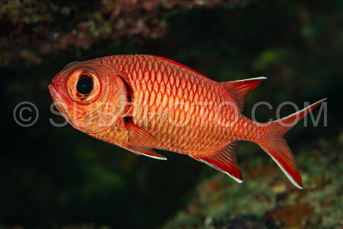 red bigscale bigeye soldierfish fish