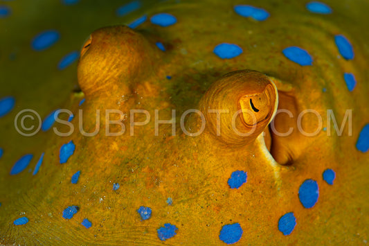 blue-spotted ribbontail ray hiding in sand