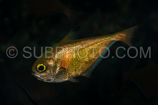 Photo de Balayeur sombre poisson en laiton argenté