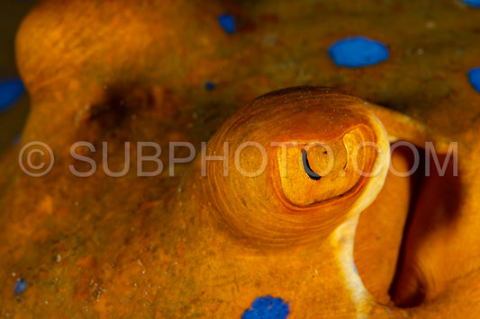 blue-spotted ribbontail ray hiding in sand