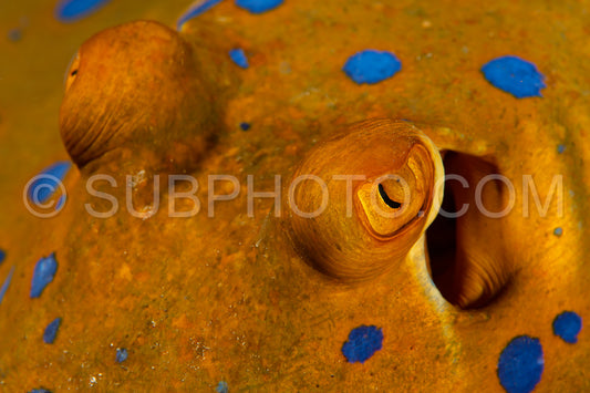 blue-spotted ribbontail ray hiding in sand