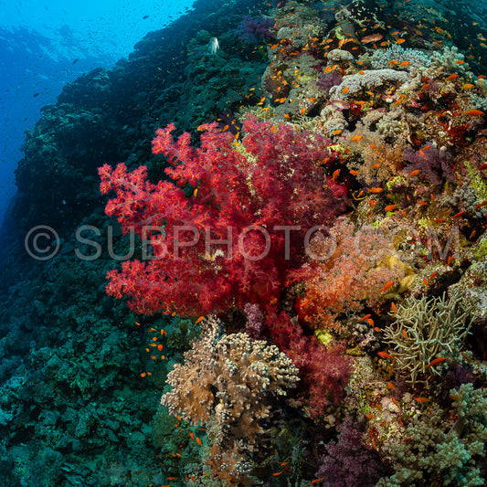 typical Red Sea tropical reef with hard and soft coral surrounded by school of orange anthias