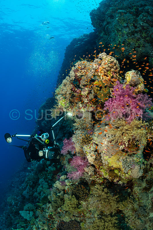 typical Red Sea tropical reef with hard and soft coral surrounded by school of orange anthias and a underwater photographer diver