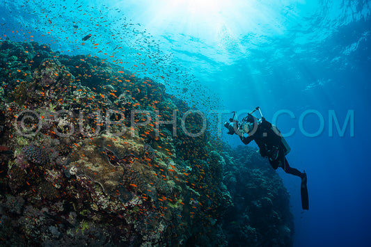 typical Red Sea tropical reef with hard and soft coral surrounded by school of orange anthias and a underwater photographer diver