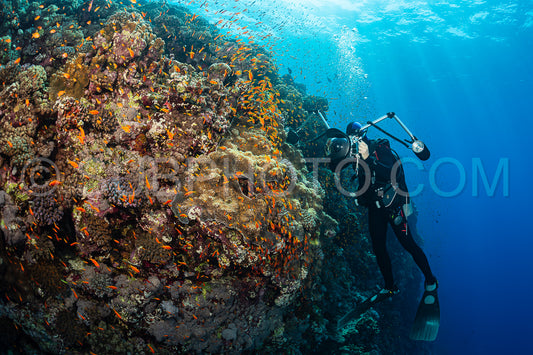 typical Red Sea tropical reef with hard and soft coral surrounded by school of orange anthias and a underwater photographer diver