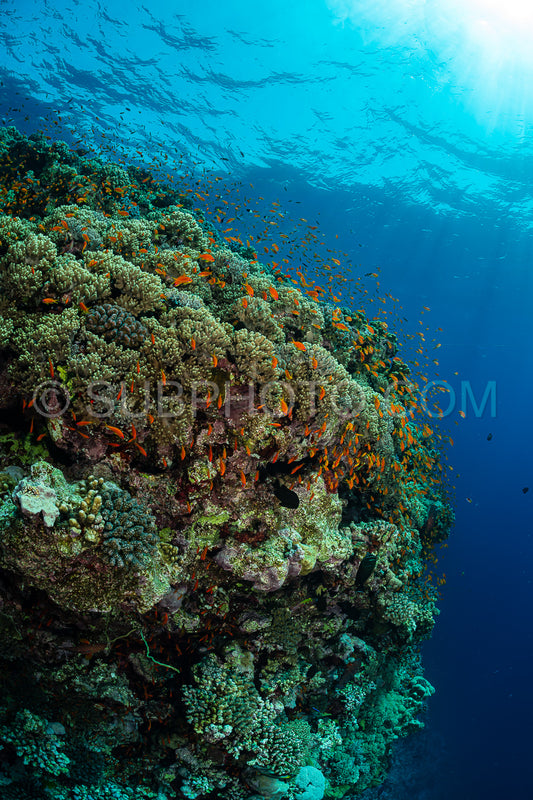 typical Red Sea tropical reef with hard and soft coral surrounded by school of orange anthias
