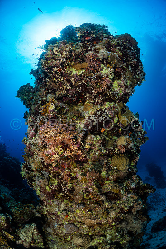 typical Red Sea tropical reef with hard and soft coral surrounded by school of orange anthias