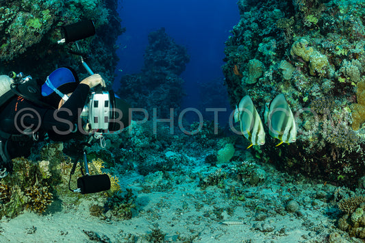 two couple of circular spadefish fish with an underwater photographer diver