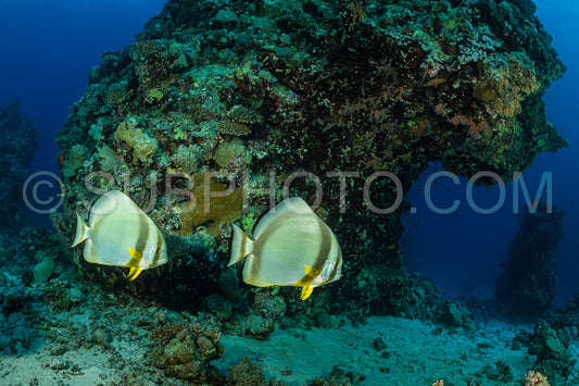two couple of circular spadefish fish
