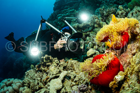 Photo de deux poissons anémones à nageoires orangées dans une anémone et un plongeur photographe sous-marin