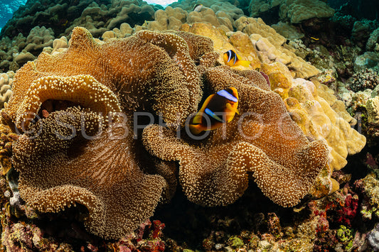 two orangefin anemonefish fish in anemone