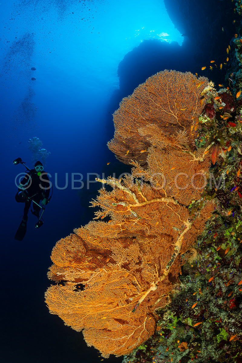 typical Red Sea tropical reef with hard and soft coral surrounded by school of orange anthias and a underwater photographer diver close to a large gorgonian