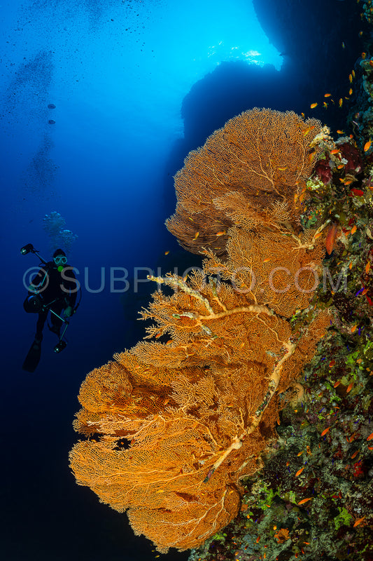 typical Red Sea tropical reef with hard and soft coral surrounded by school of orange anthias and a underwater photographer diver close to a large gorgonian