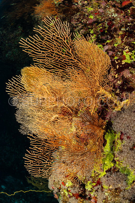 typical Red Sea tropical reef with hard and soft coral surrounded by school of orange anthias on large gorgonian
