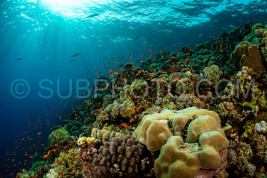 typical Red Sea tropical reef with hard and soft coral surrounded by school of orange anthias
