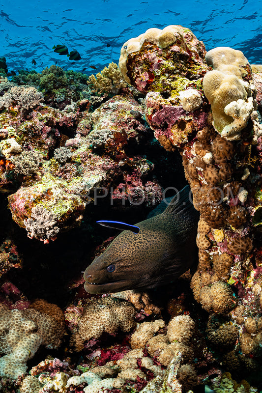 brown giant moray on reef with cleaning wrasse