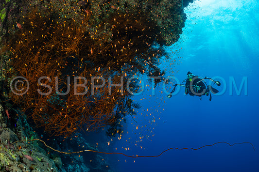 typical Red Sea tropical reef with hard and soft coral surrounded by school of orange anthias and a underwater photographer diver