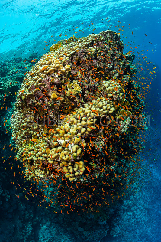 typical Red Sea tropical reef with hard and soft coral surrounded by school of orange anthias