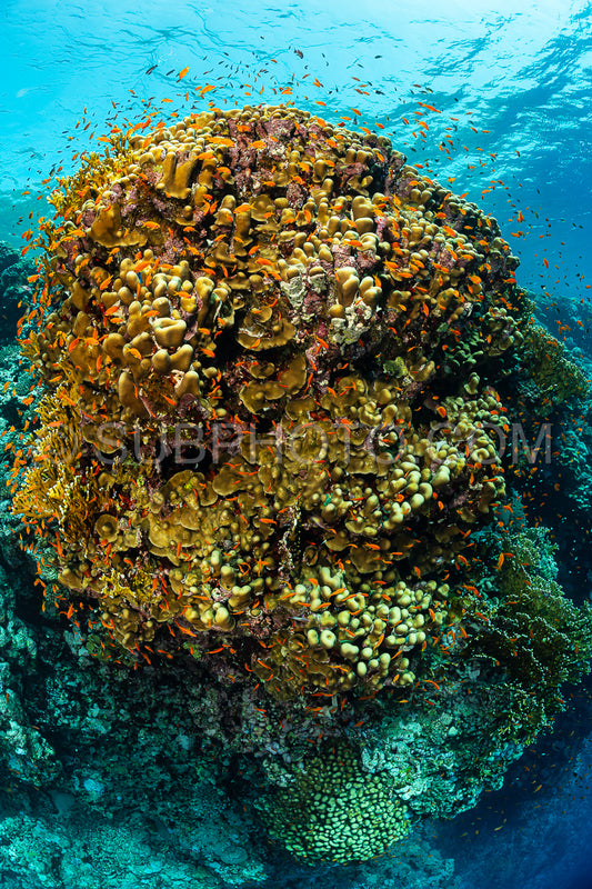 typical Red Sea tropical reef with hard and soft coral surrounded by school of orange anthias