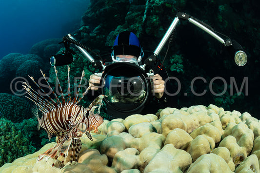 red lionfish fish on reef with an underwater photographer diver