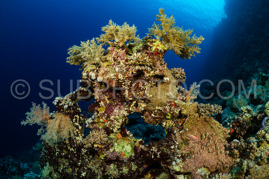 typical Red Sea tropical reef with hard and soft coral surrounded by school of orange anthias