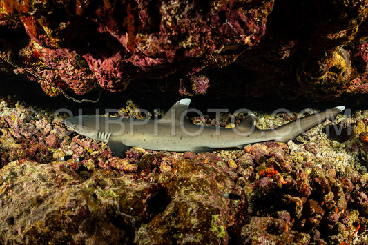 young juvenile whitetip reef shark resting in a cave