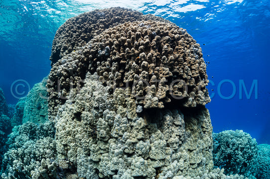 typical Red Sea tropical reef with hard and soft coral surrounded by school of orange anthias