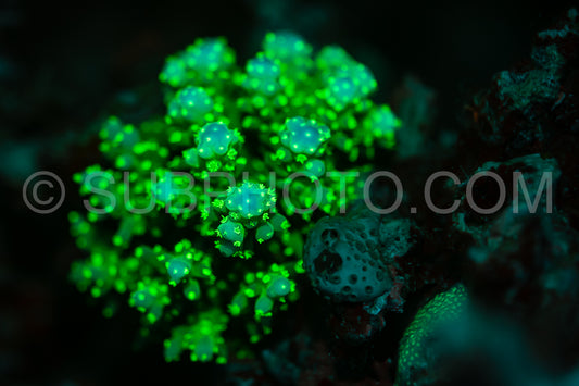 Photo de Le corail des récifs tropicaux brille d'un vert fluorescent sous l'effet de la lumière UV.