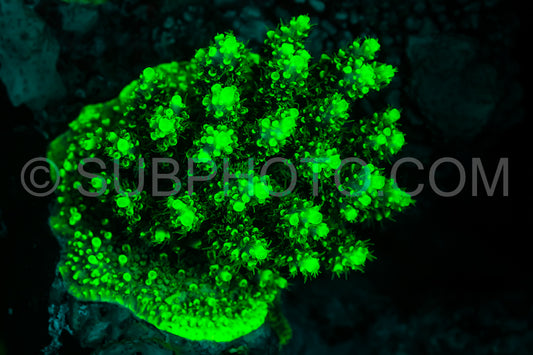 Photo de Le corail des récifs tropicaux brille d'un vert fluorescent sous l'effet de la lumière UV.