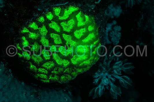 Photo de Le corail des récifs tropicaux brille d'un vert fluorescent sous l'effet de la lumière UV.